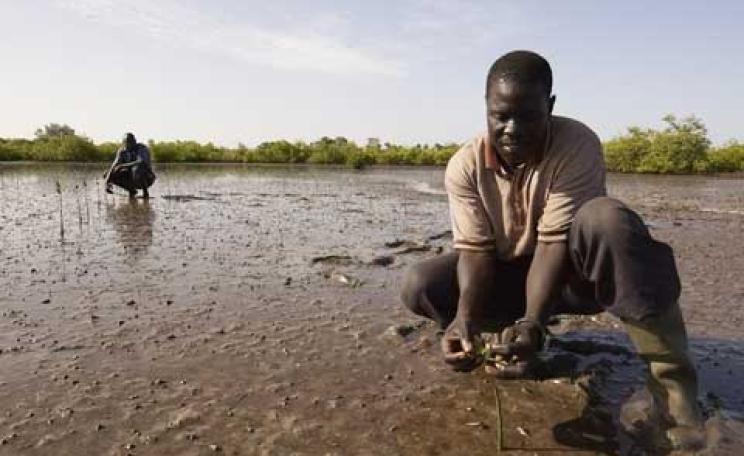 Planting mangroves