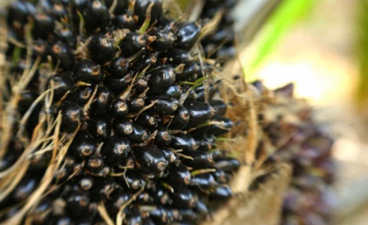 palm oil